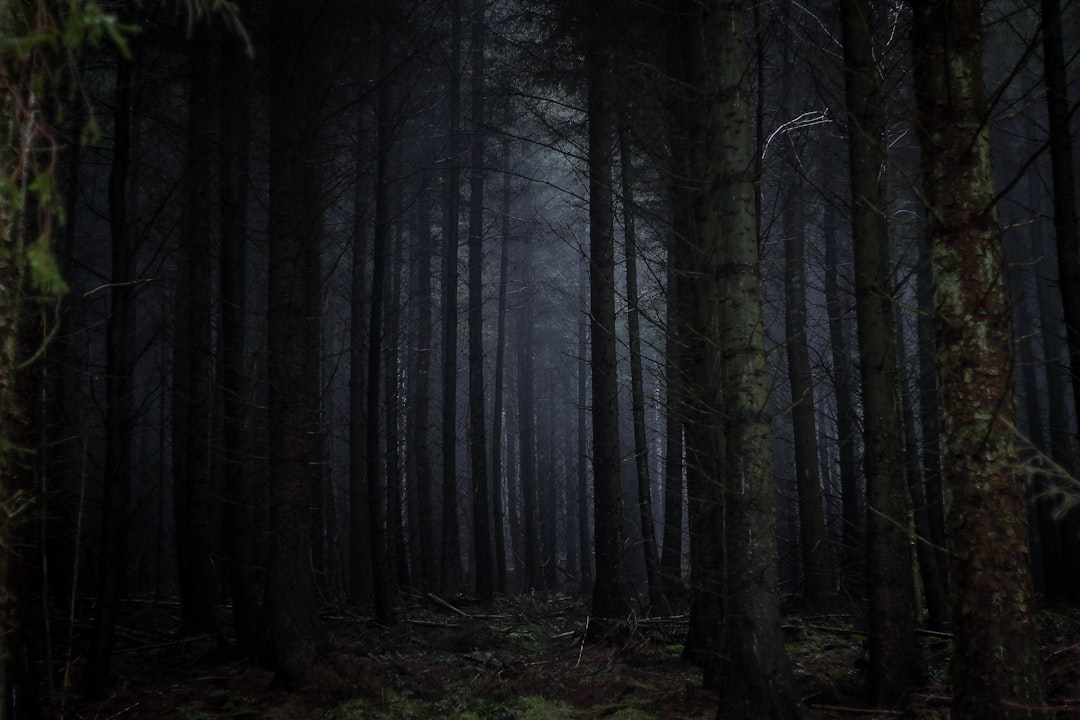 Photo Dark forest