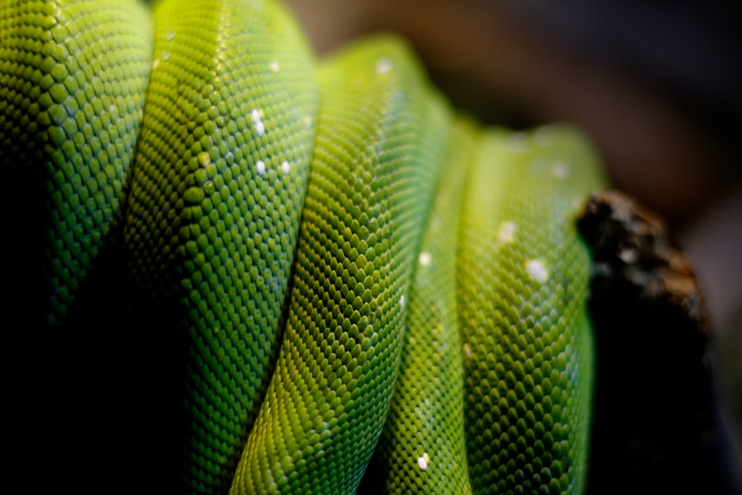 Photo Reptile scales
